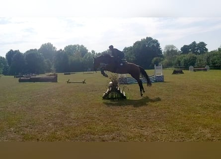 Holstein, Gelding, 4 years, 16.2 hh, Brown