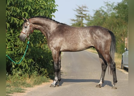 Holstein, Gelding, 4 years, 16,2 hh, Gray