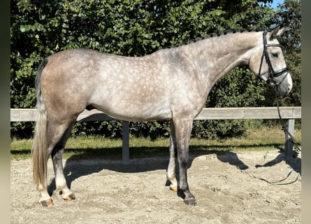 Holsteiner, Wallach, 4 Jahre, 16,2 hh, Schimmel