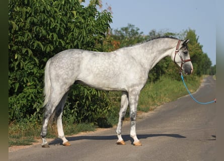 Holstein, Gelding, 4 years, 16,2 hh