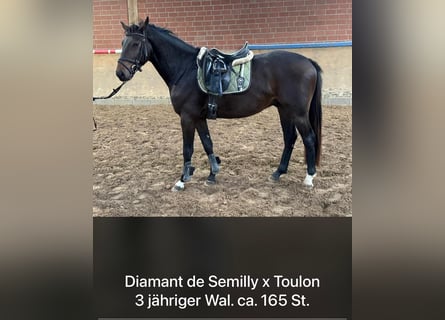 Holstein, Gelding, 4 years, 16 hh, Bay-Dark