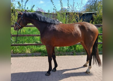 Holstein, Gelding, 4 years, 16 hh, Brown