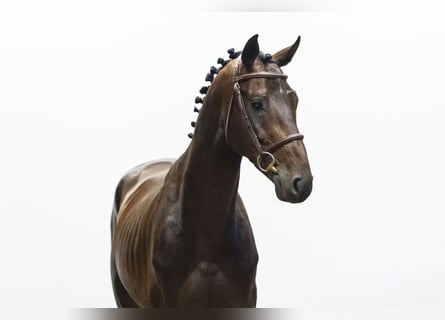 Holstein, Gelding, 4 years, 16 hh, Brown