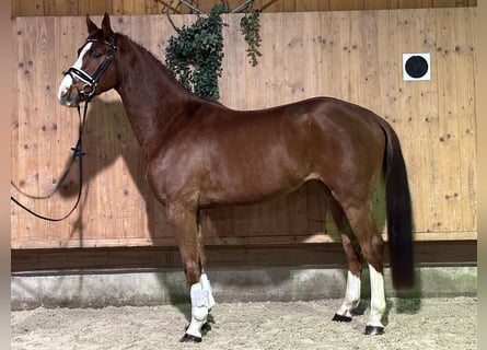 Holstein Mix, Gelding, 4 years, 16 hh, Chestnut-Red