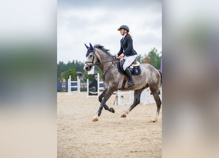 Holstein, Gelding, 4 years, 16 hh, Gray