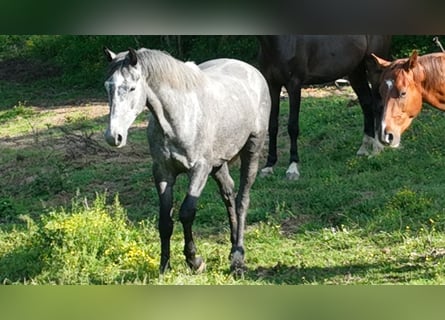 Holstein Mix, Gelding, 4 years, 16 hh, Grey