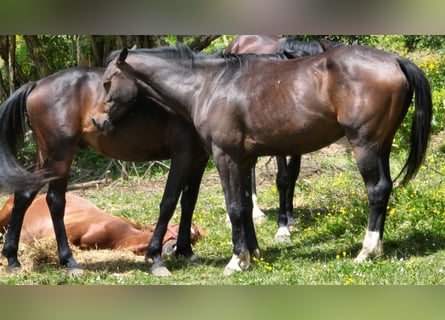 Holstein Mix, Gelding, 4 years, 16,1 hh, Bay-Dark