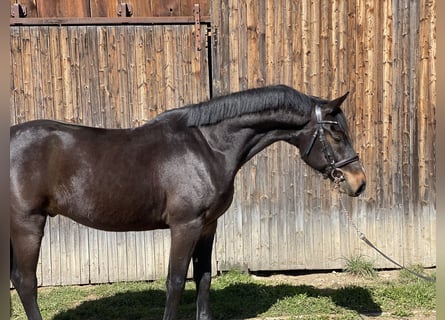 Holstein, Gelding, 4 years, 16,1 hh, Bay-Dark