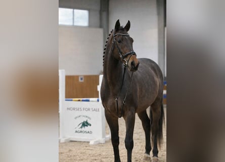 Holstein, Gelding, 4 years, 16,1 hh, Bay