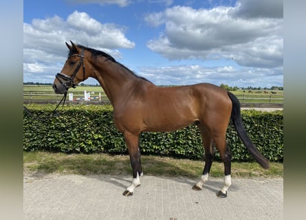 Holstein, Gelding, 4 years, 16,1 hh, Brown