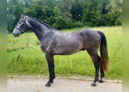 Holstein, Gelding, 4 years, 16,1 hh, Grey-Dark-Tan