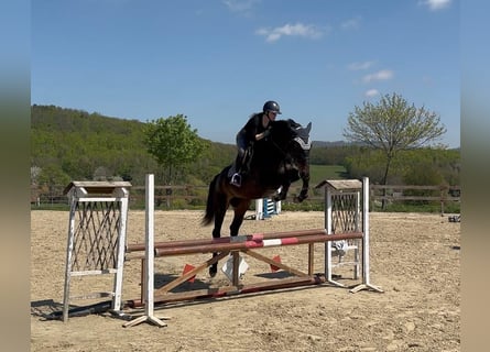 Holstein, Gelding, 4 years, 16,2 hh, Bay-Dark