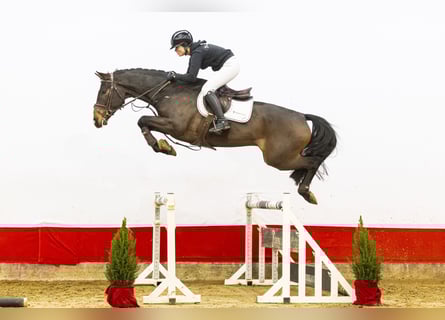 Holstein, Gelding, 4 years, 16,2 hh, Brown