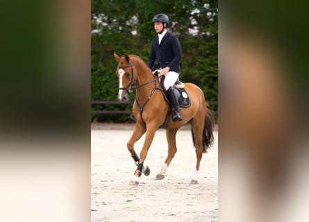 Holstein, Gelding, 4 years, 16,2 hh, Chestnut-Red