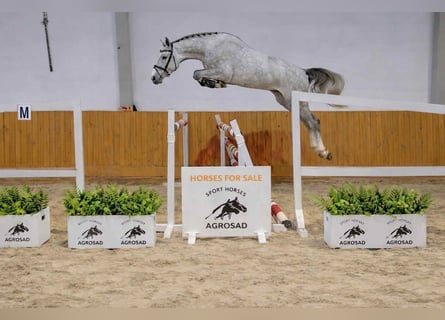 Holstein, Gelding, 4 years, 16,2 hh, Grey