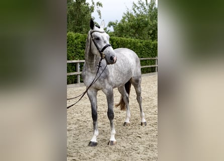 Holstein, Gelding, 4 years, 16,3 hh, Gray