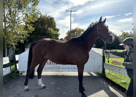 Holstein, Gelding, 4 years, 17 hh, Brown