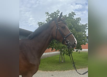 Holstein, Gelding, 4 years, 17 hh, Brown