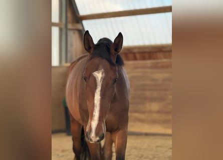 Holstein, Gelding, 4 years, 17 hh, Brown