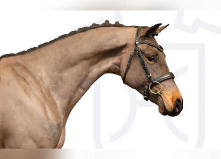 Holstein, Gelding, 4 years, Bay-Dark