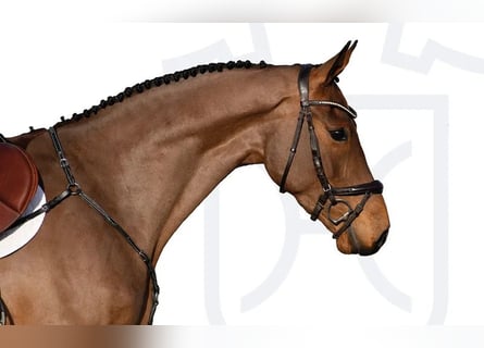 Holstein, Gelding, 4 years, Brown