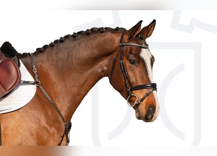 Holstein, Gelding, 4 years, Brown