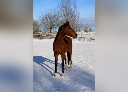 Holstein, Gelding, 4 years, Brown