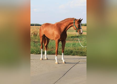 Holstein, Gelding, 4 years, Chestnut