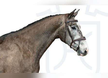 Holstein, Gelding, 4 years, Grey