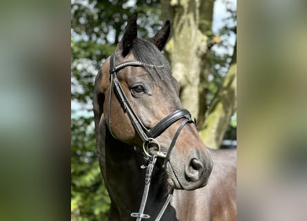 Holsteiner, Wallach, 5 Jahre, 16,1 hh, Dunkelbrauner