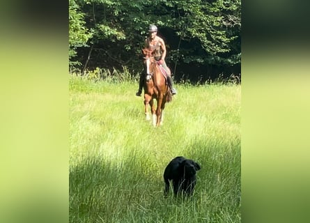 Holstein, Gelding, 5 years, 16,1 hh, Chestnut-Red