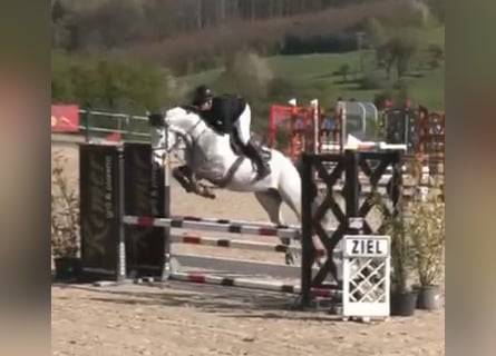 Holstein, Gelding, 5 years, 16.1 hh, Grey