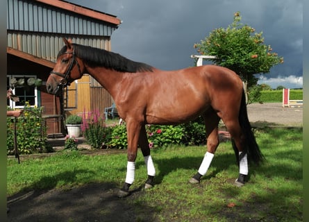 Holstein, Gelding, 5 years, 16,2 hh, Brown