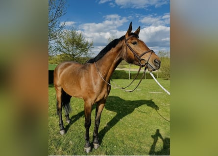 Holstein, Gelding, 5 years, 16.2 hh, Brown