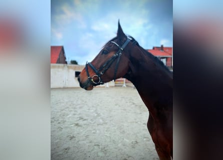 Holstein, Gelding, 5 years, 16,3 hh, Bay-Dark