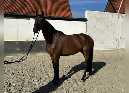 Holstein, Gelding, 5 years, 16,3 hh, Bay-Dark