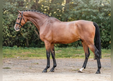 Holstein, Gelding, 5 years, 16.3 hh, Bay