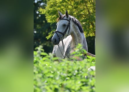 Holstein, Gelding, 5 years, 16.3 hh, Grey Holstein, Gelding, 5 years, 16.3 hh, Grey