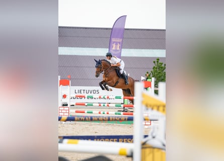 Holstein, Gelding, 5 years, 16 hh, Brown