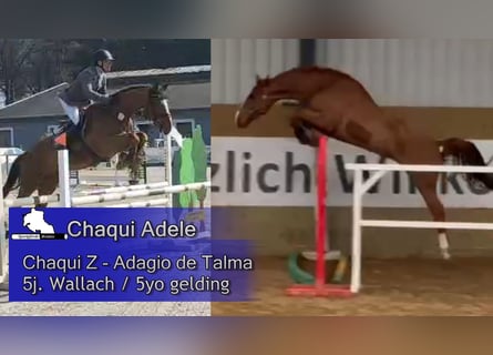 Holstein, Gelding, 5 years, 16,1 hh, Chestnut