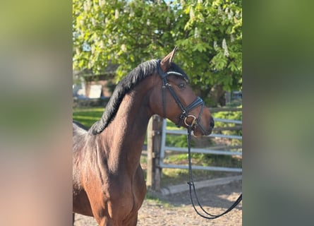Holstein, Gelding, 5 years, 16,1 hh