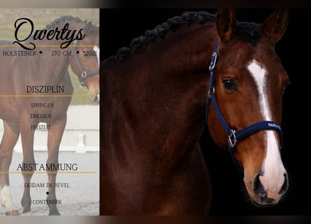 Holstein, Gelding, 5 years, 16,2 hh, Brown