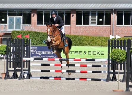 Holstein, Gelding, 5 years, 16,2 hh, Brown