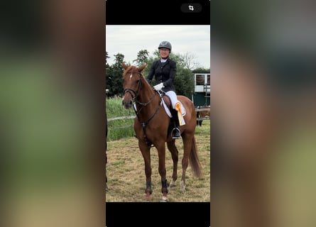 Holstein, Gelding, 5 years, 16,2 hh, Chestnut-Red