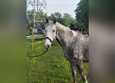 Holstein, Gelding, 5 years, 16,2 hh, Gray