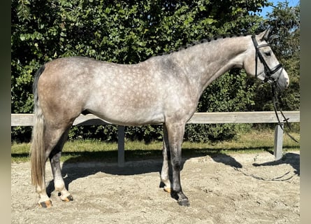 Holstein, Gelding, 5 years, 16,3 hh, Grey