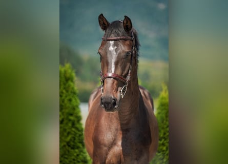 Holstein, Gelding, 5 years, 16,3 hh