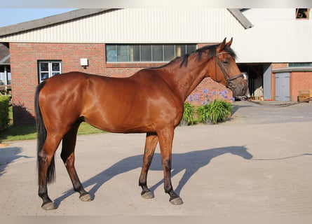 Holstein, Gelding, 5 years, 17,1 hh, Brown