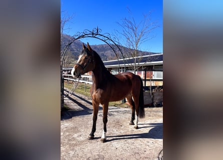 Holstein, Gelding, 5 years, 17.1 hh, Brown