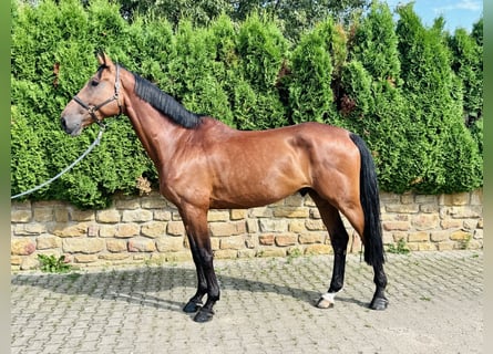 Holstein, Gelding, 5 years, 17.2 hh, Brown